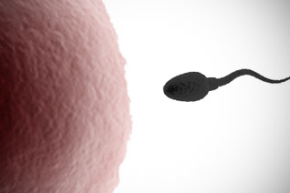 Výpočet dnů ovulace